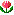 :tulip: